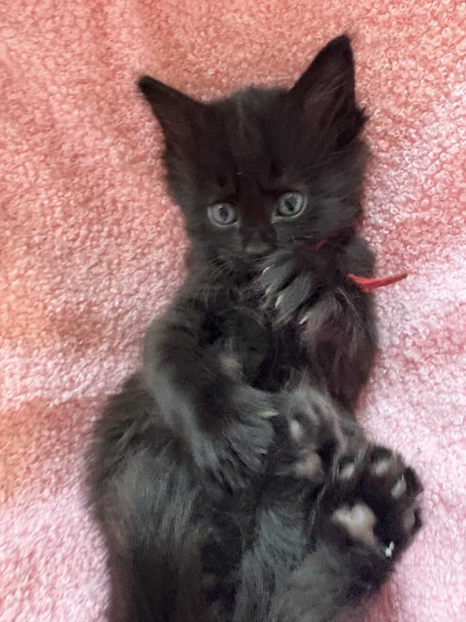 Maine Coon Kittens image 13