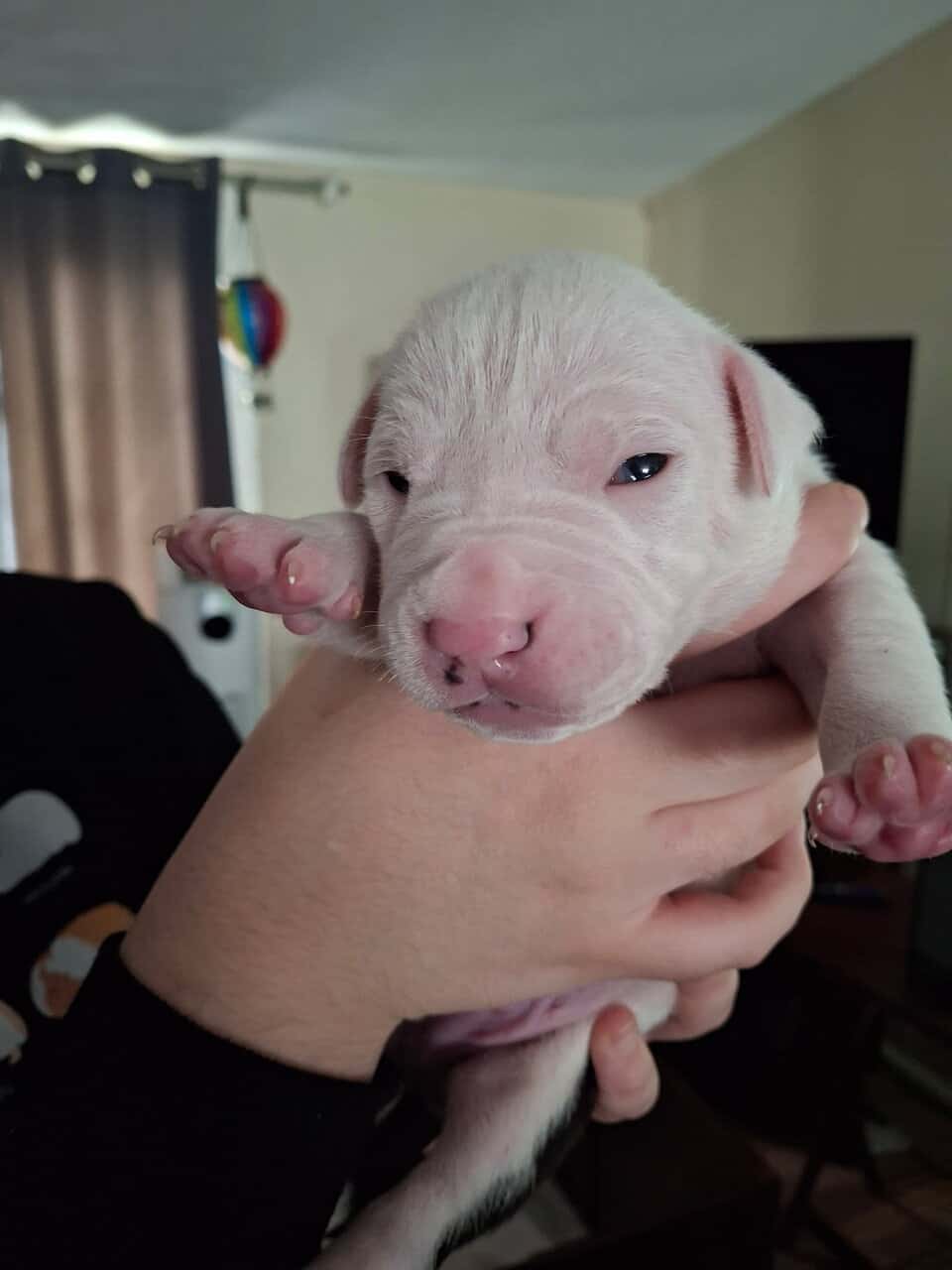 Pitbull Puppies image 2