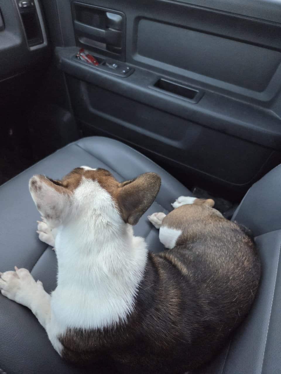 10 month old female frenchie image 3