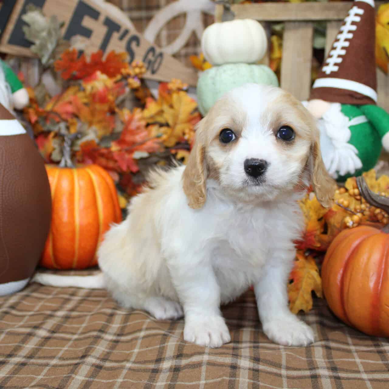 Cavchon Puppies For Sale image 9