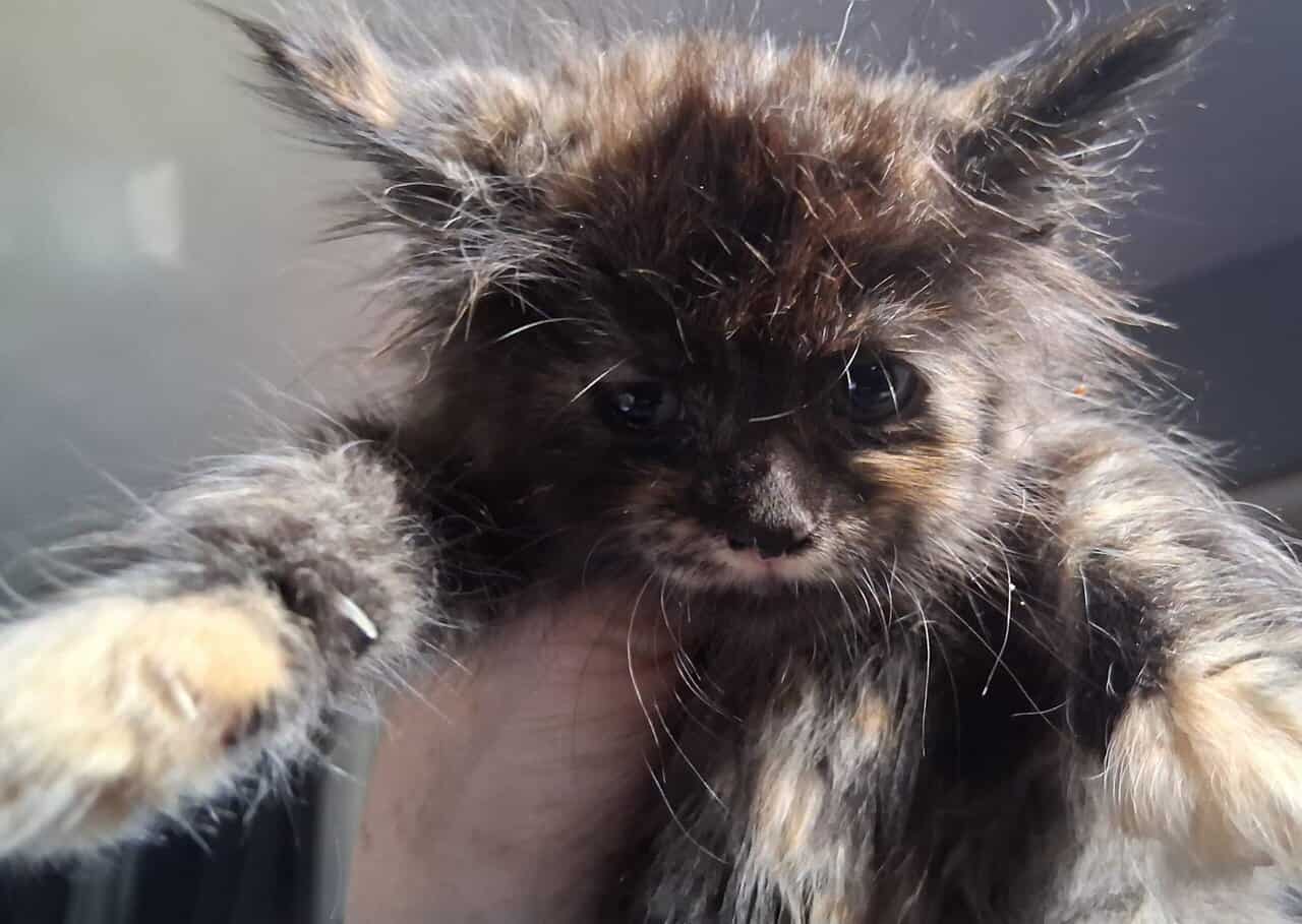 2 maine coon/norwegian forest cat mix kittens 6 wk image 2