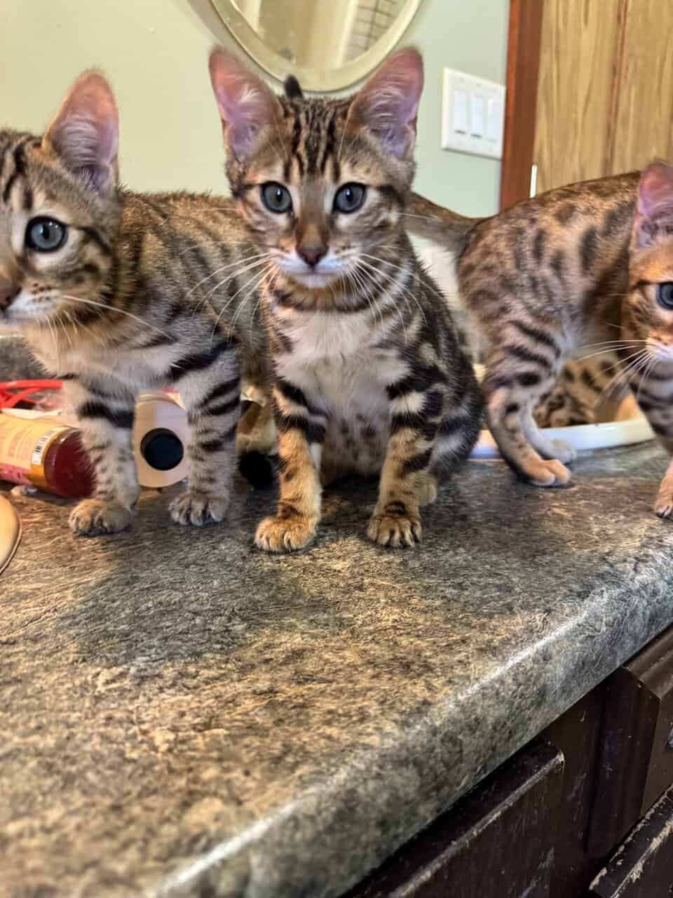 Beautiful Bengal Kittens image 13