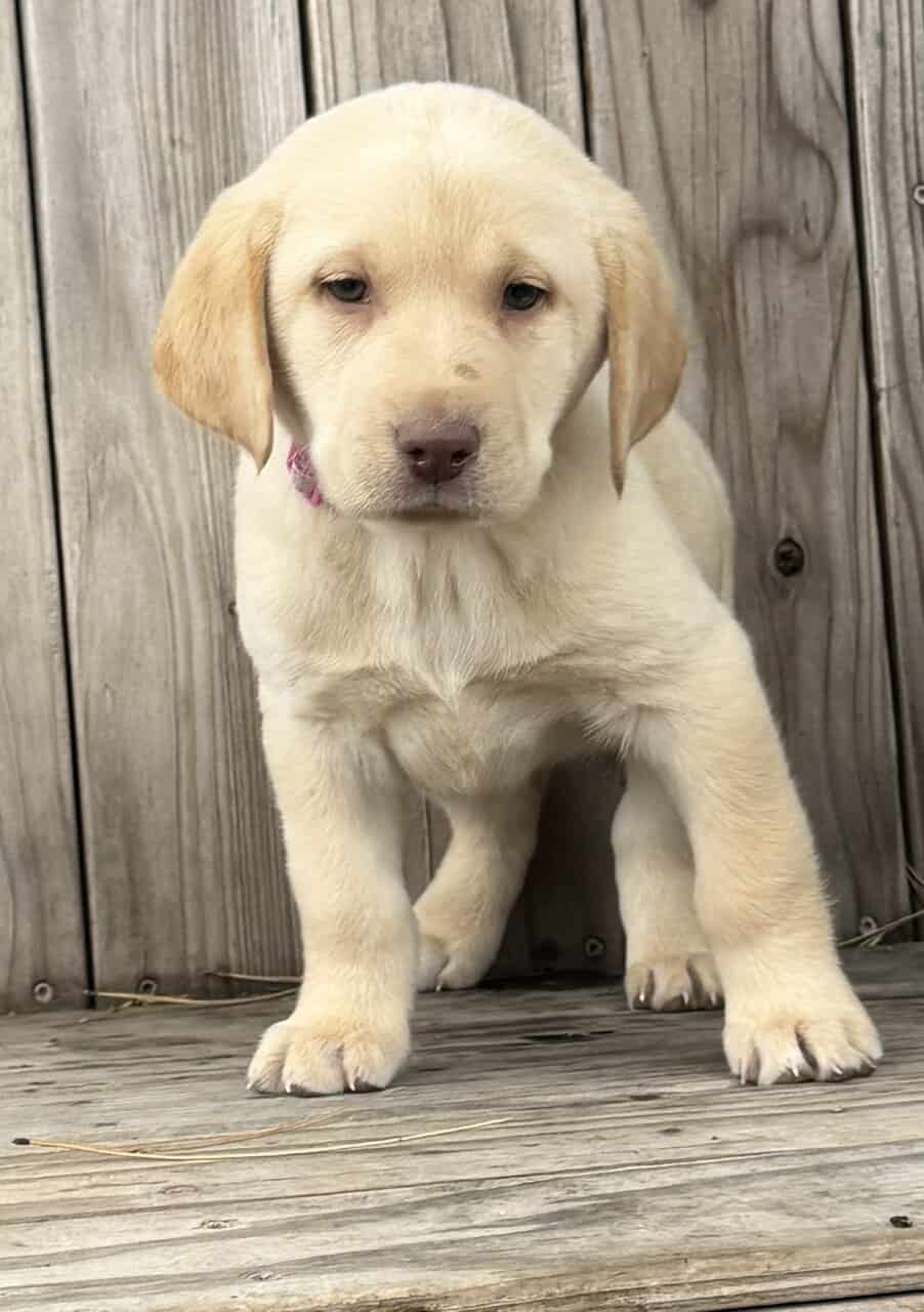 Lab Puppies image 4