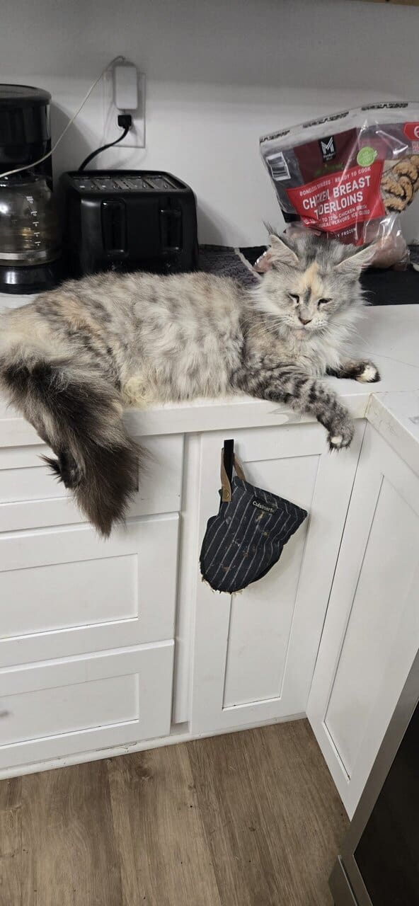 Mainecoon image 2