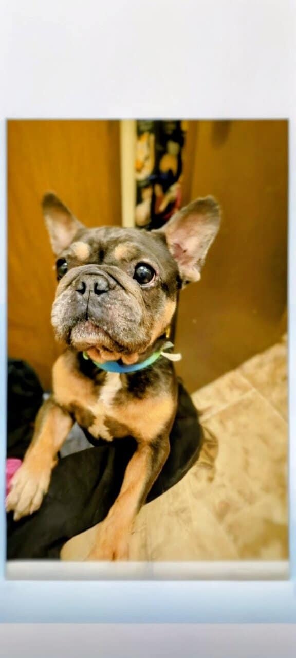 French Bulldog Male image 2