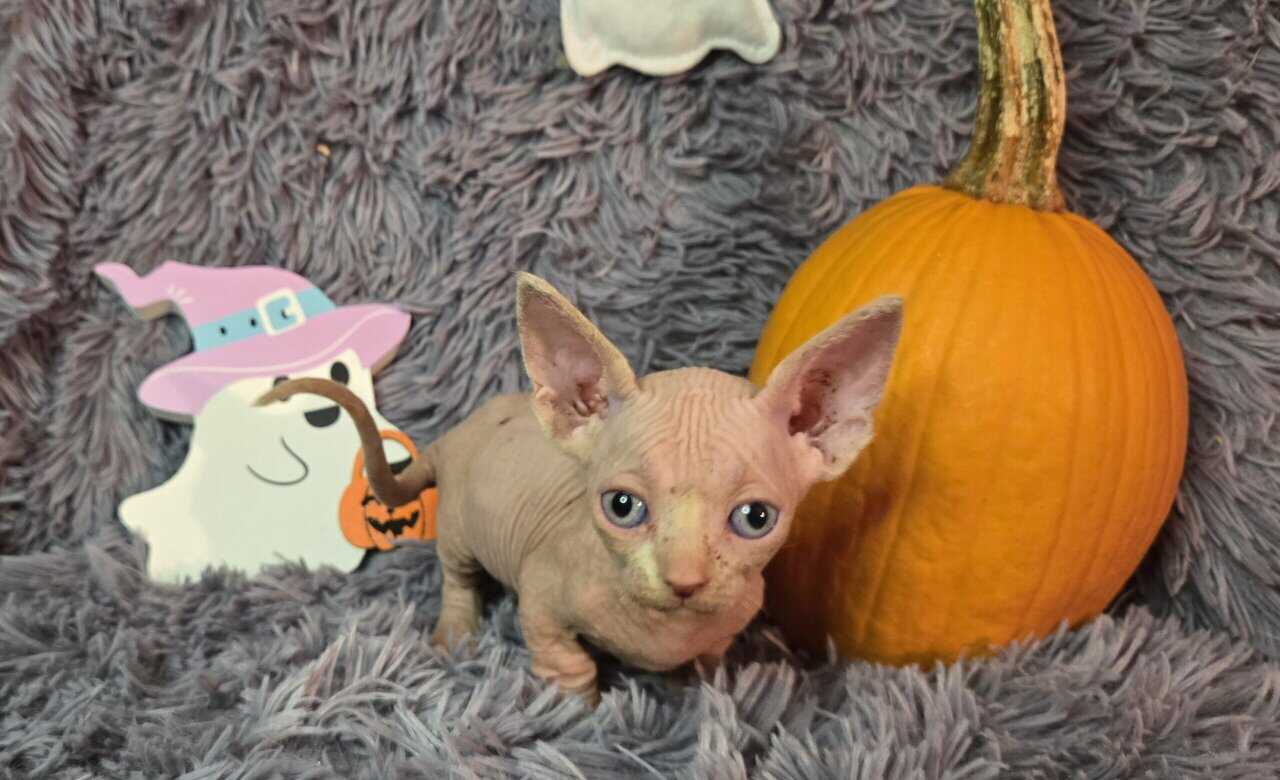 Sphynx kittens image 1