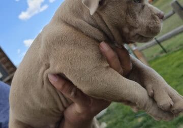 Loving and friendly dogs