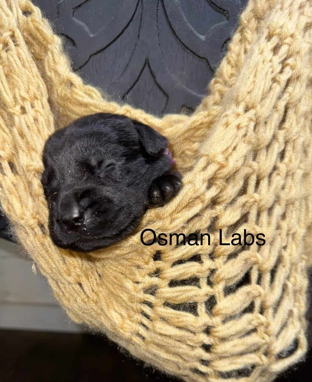 Black lab puppies available November 13th image 5