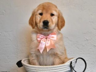 Healthy UKC Checked Golden Retriever puppy