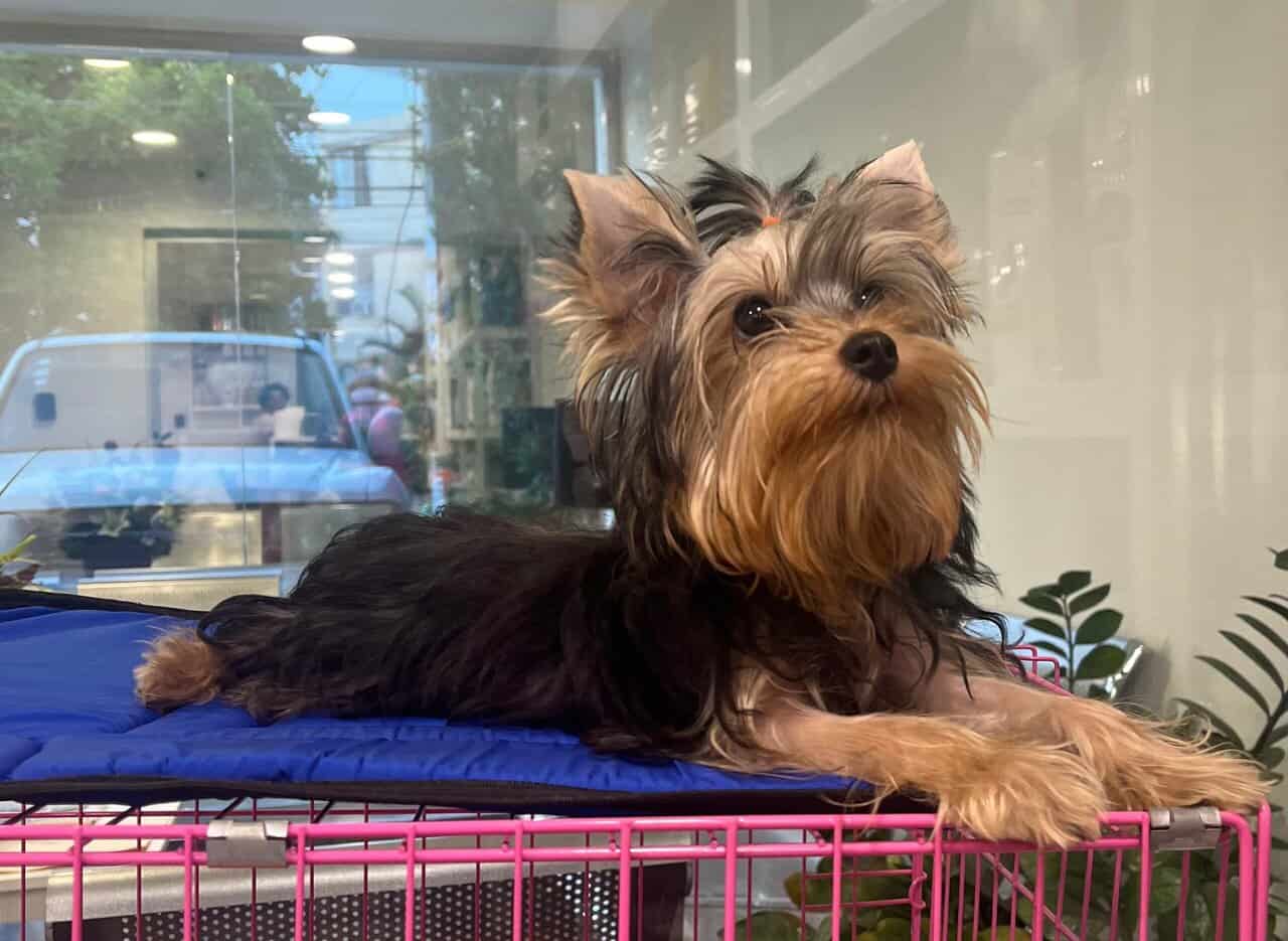 Yorkshire terrier image 1