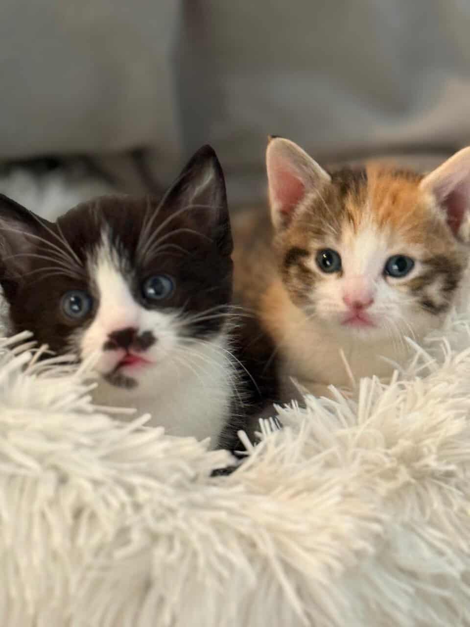 Kittens FOR FREE image 6