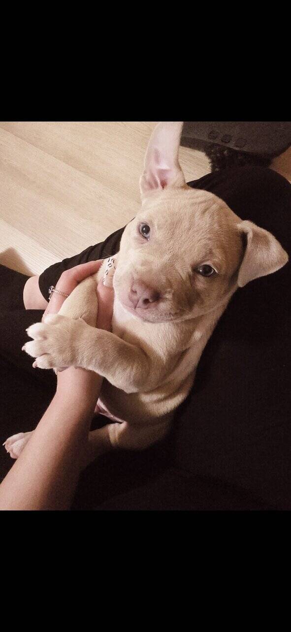 American bully couple months old image 7