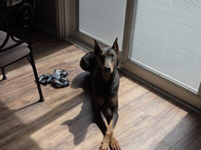 Doberman Female for Rehome