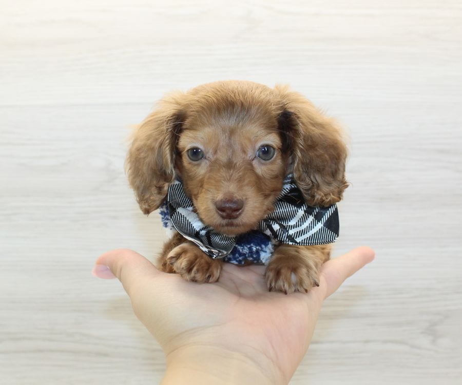Beautiful Dachshund Puppy For Sale image 3