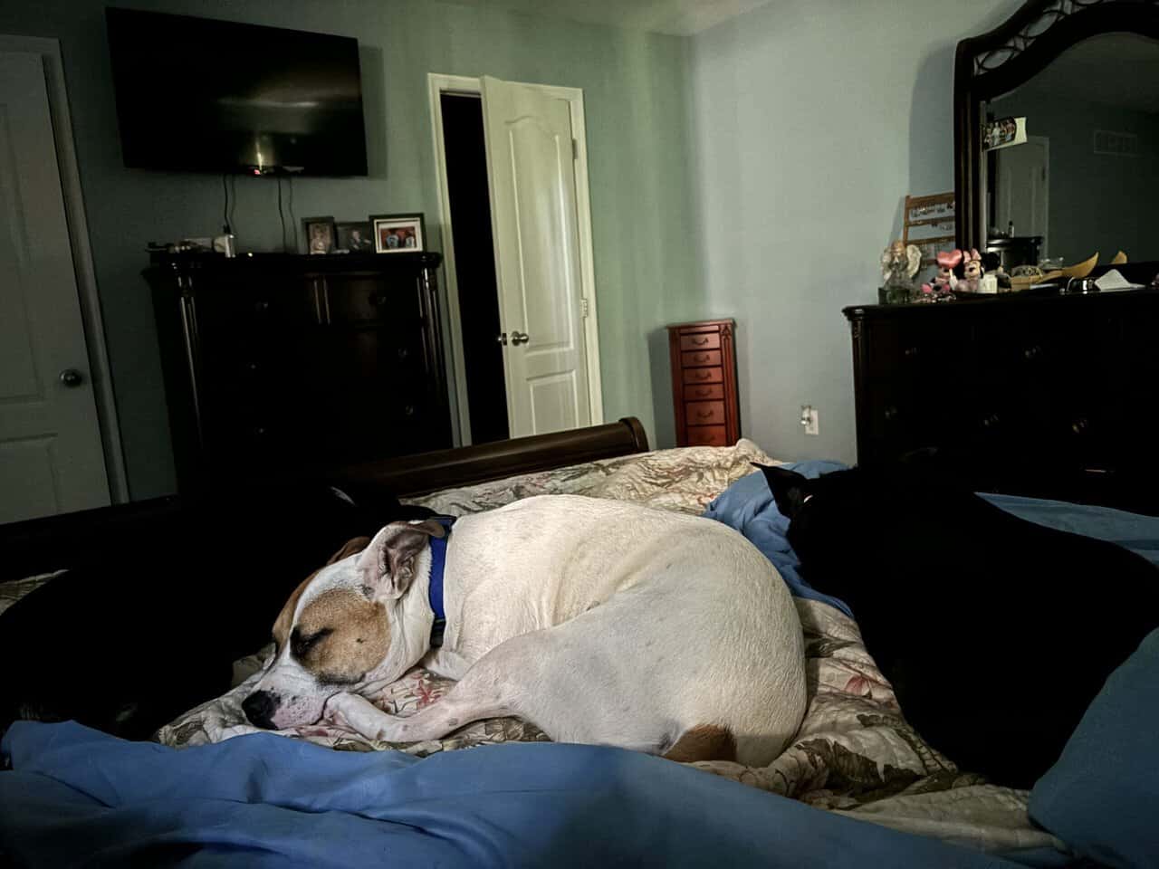 Rehoming dog image 2