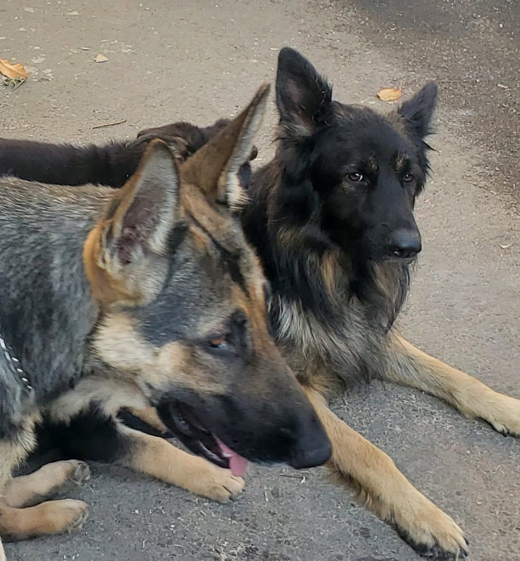 GERMAN SHEPHER PUPPIES image 4