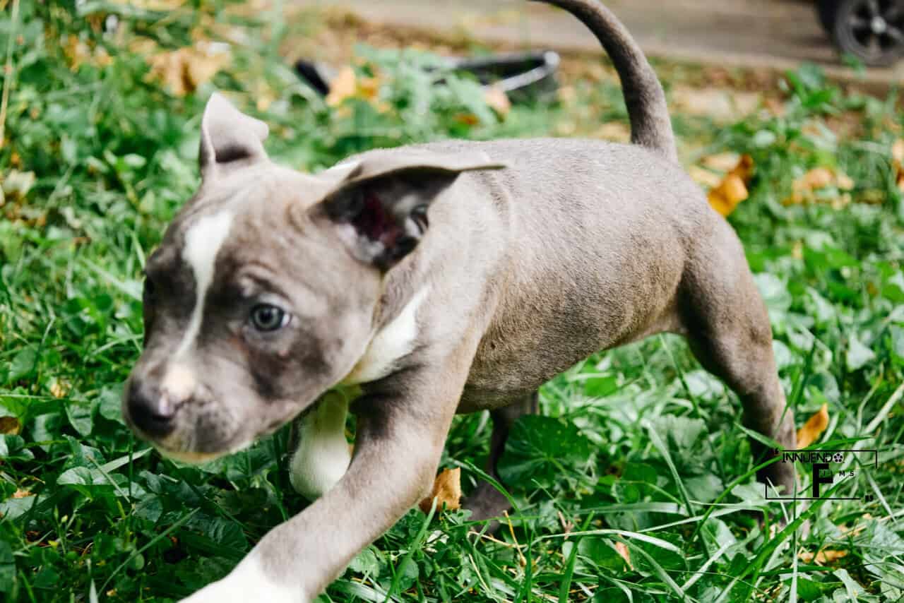 Little Azul image 3
