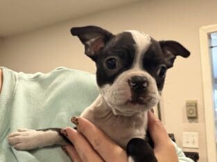 Joey, adorable Boston terrier male