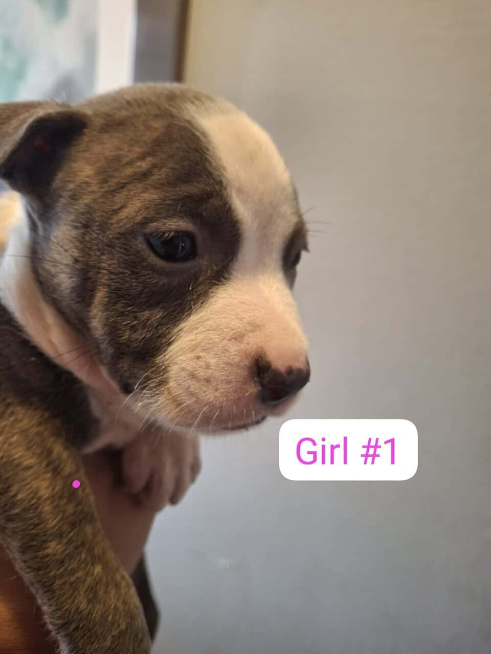 Pitbull puppies image 1