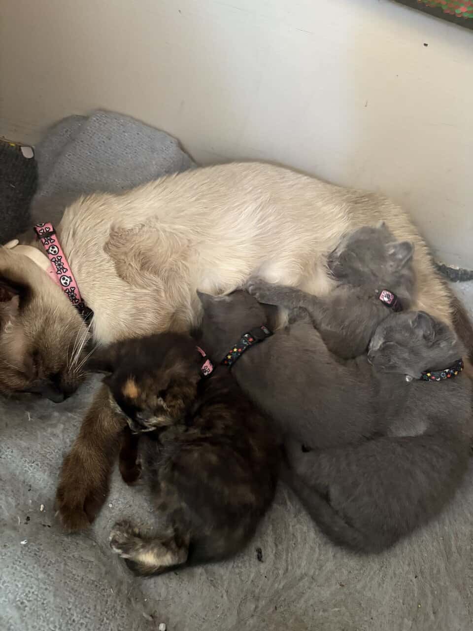 Kittens! image 12