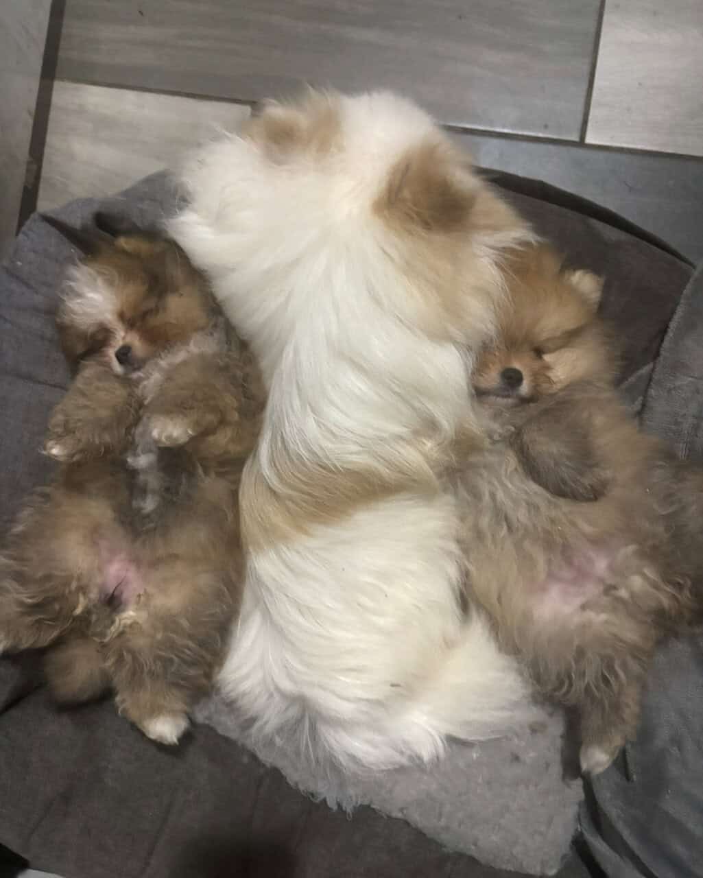 Pomeranians For Sale image 12