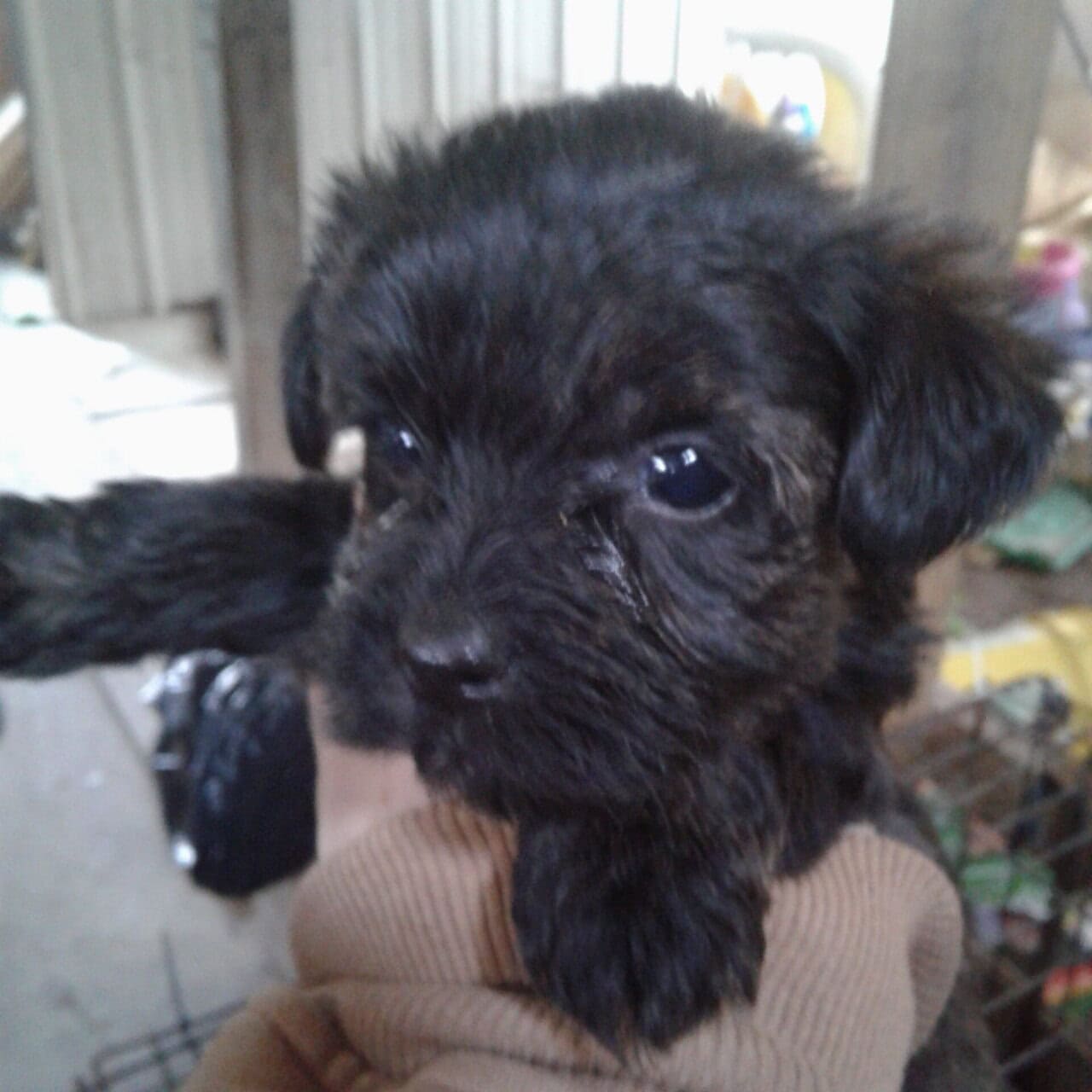 Morkie puppies image 3