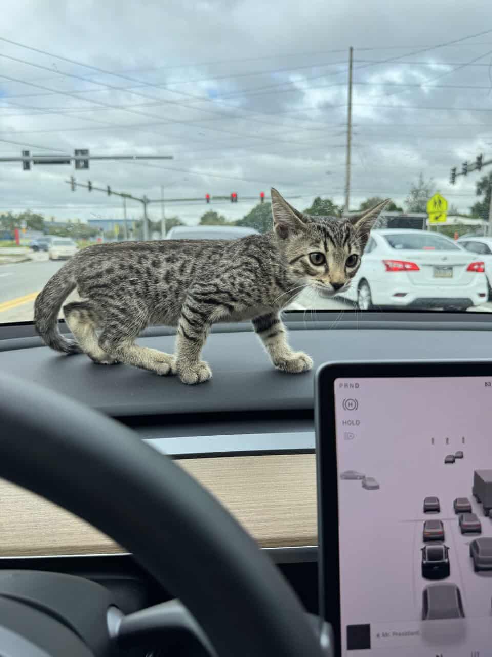 Savannah Tabby image 1
