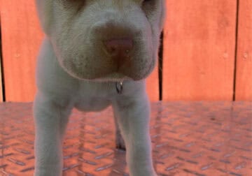 Albino Runt sharpei