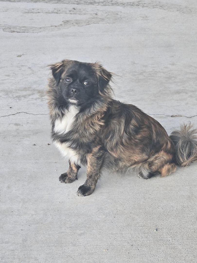 Shih Tzu/Pomeranian puppies for sale. image 1