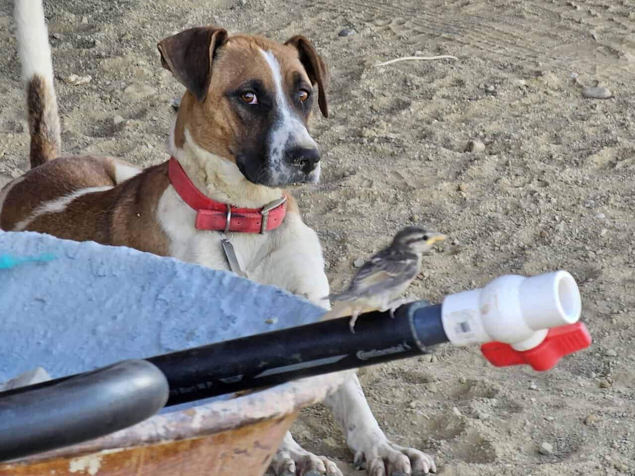 Loving terrier looking for family image 6