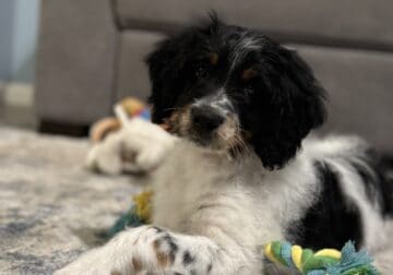 Miniature Bernedoodle Puppy