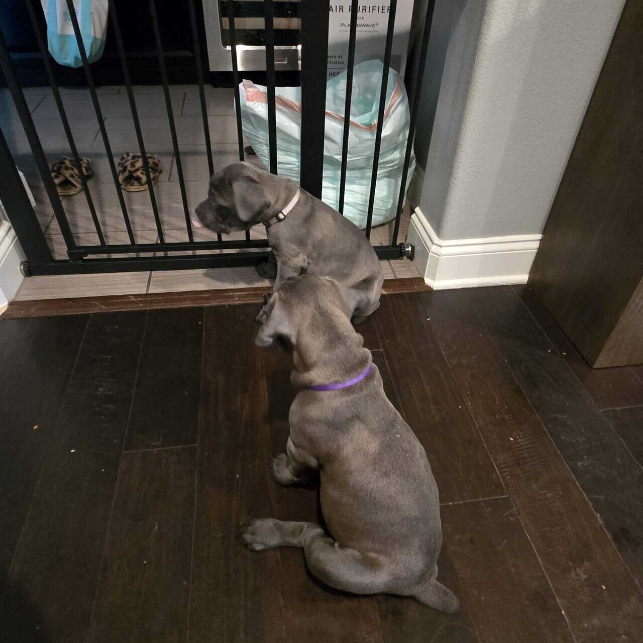 Cane corso puppies for sale image 3