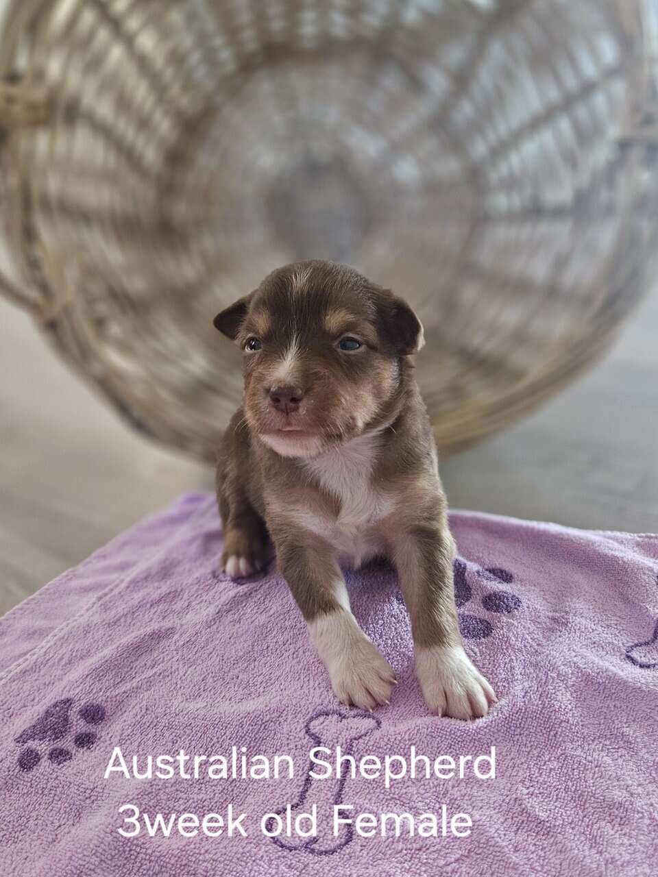 Aussie image 4