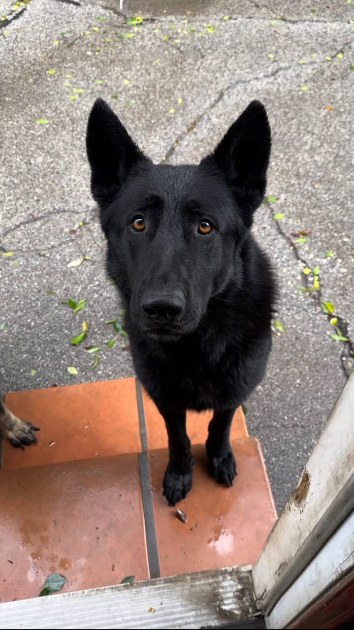 German shepherd Belgian malinois puppies for sale image 1