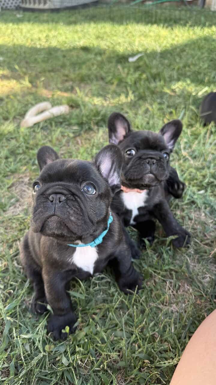 AKC Registered French Bulldogs image 6