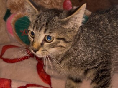 Sweet Tabby kittens for adoption