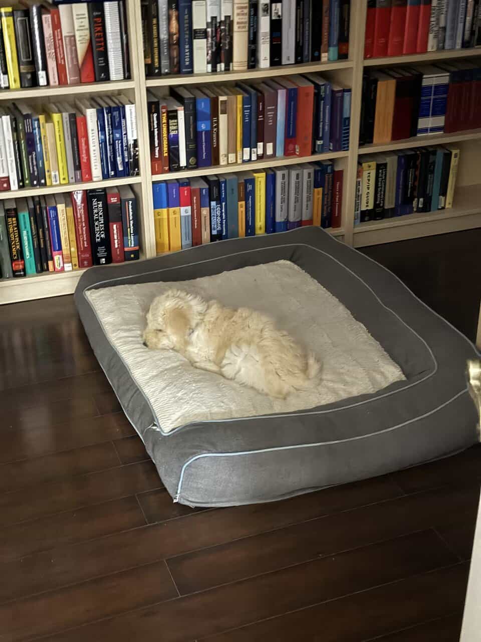 Golden doodle puppy image 2