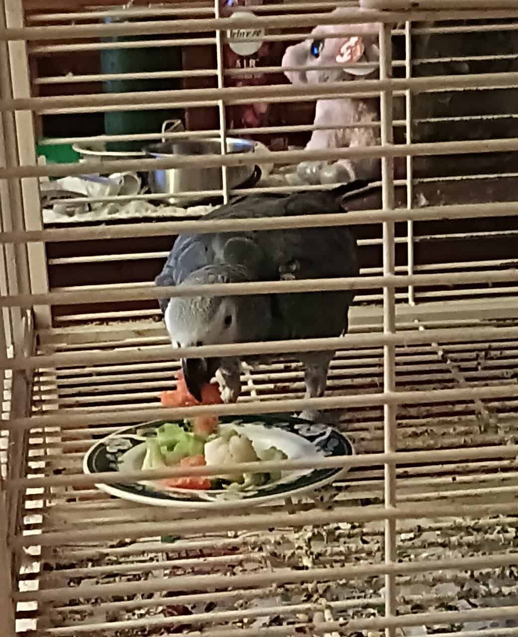 Congo African grey. ( Cage included ) image 4