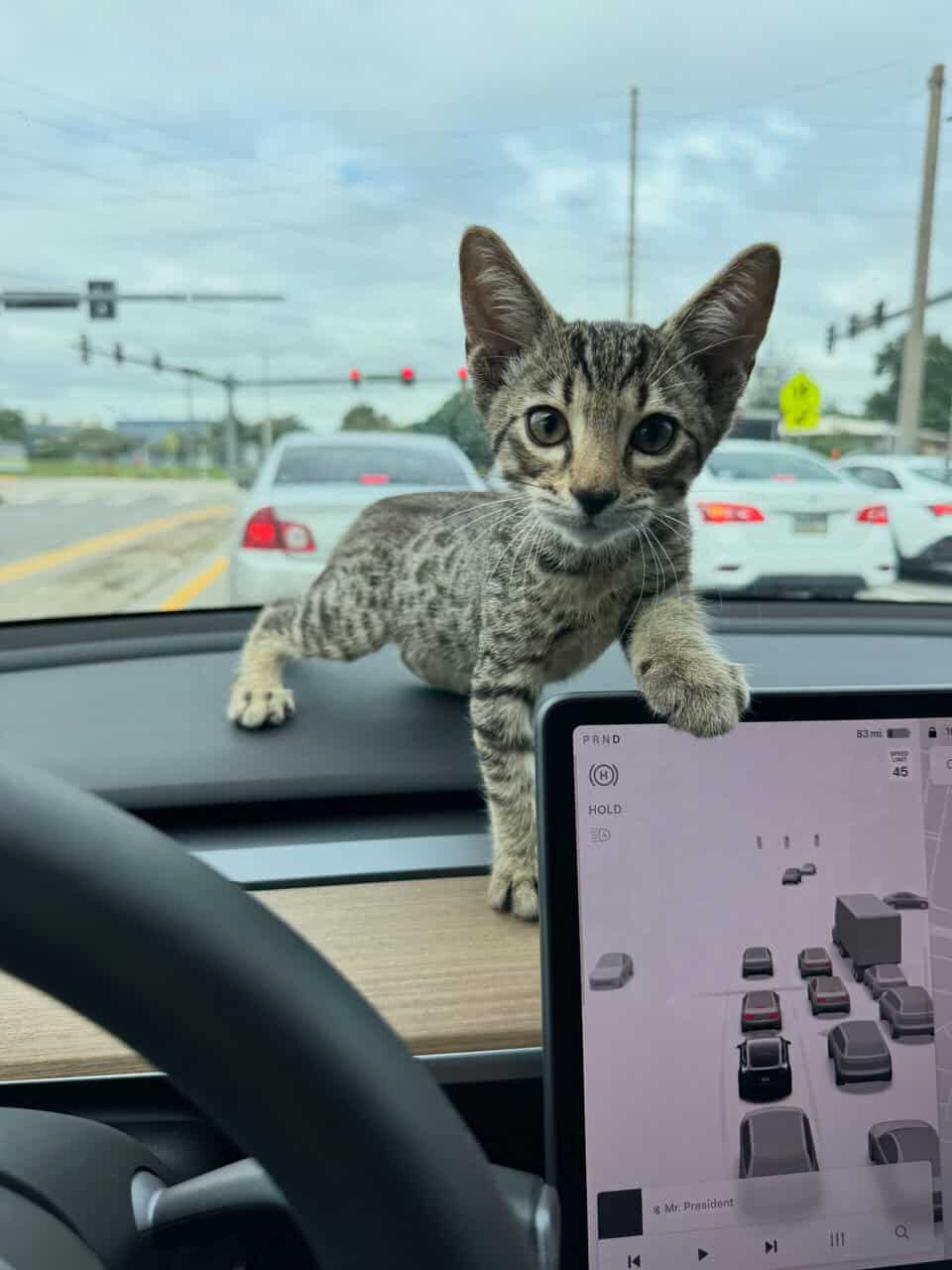 Savannah Tabby image 3
