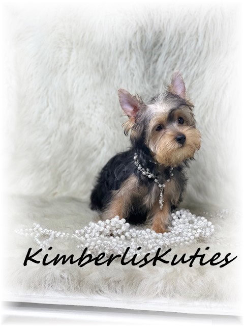Yorkshire Terrier's Male & Female Unique Colors image 1