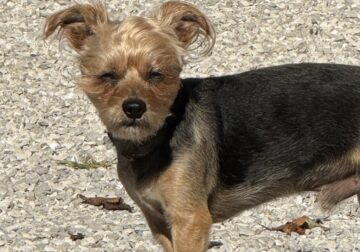 Male yorkie looking for a “date”