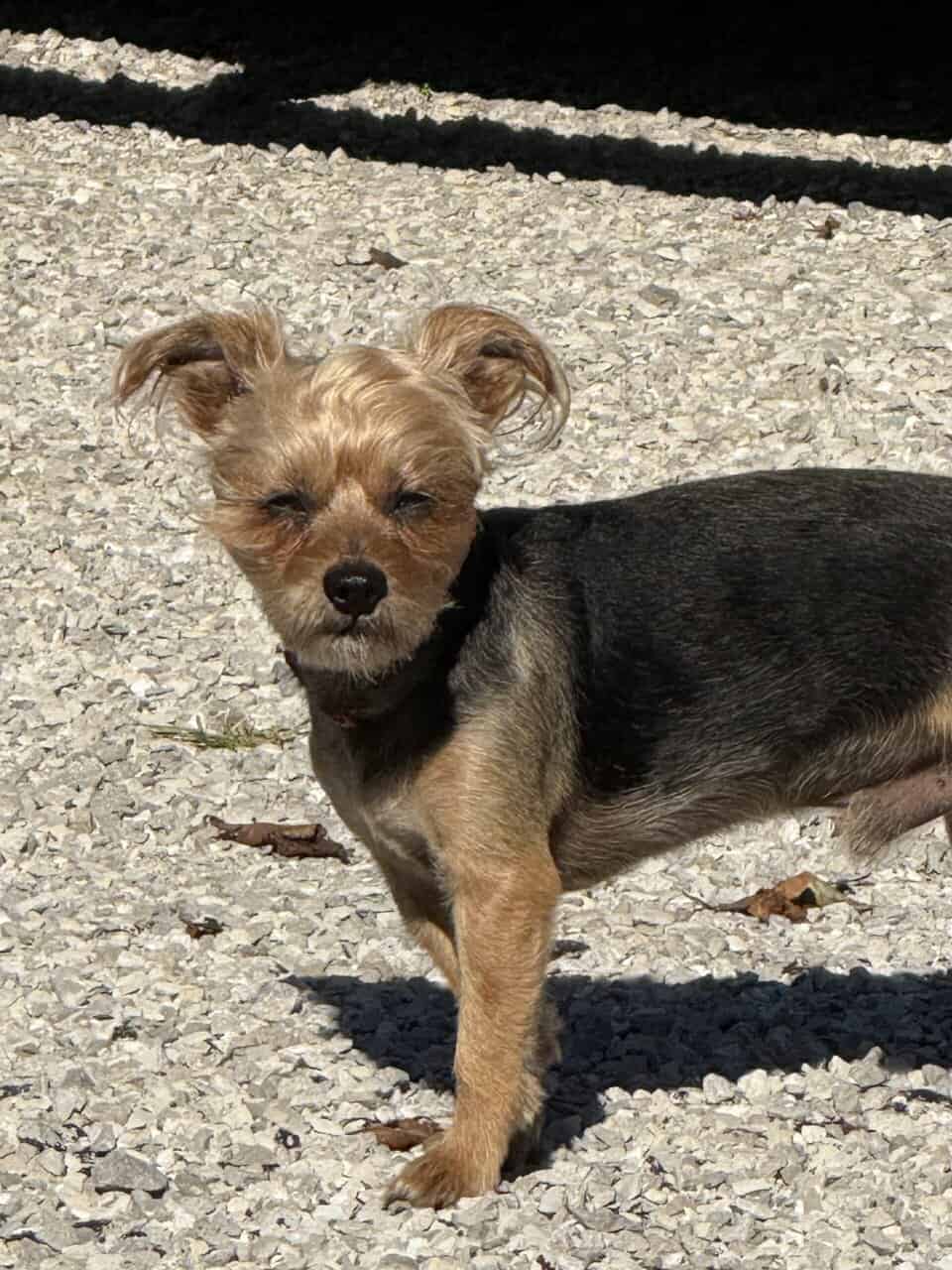 Male yorkie looking for a “date” image 1