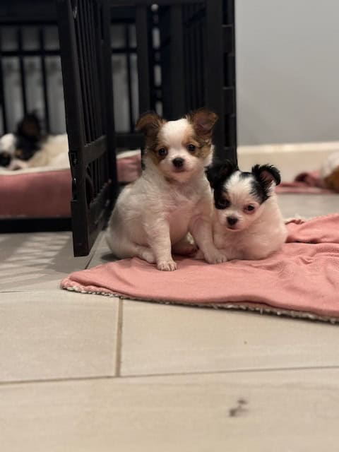 🐶 Adorable Long-Haired Chihuahua Puppies Looking image 1