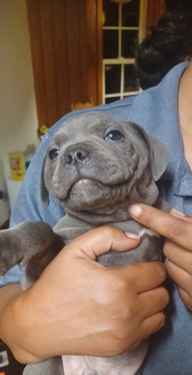 Staffordshire bull terrier pups image 1