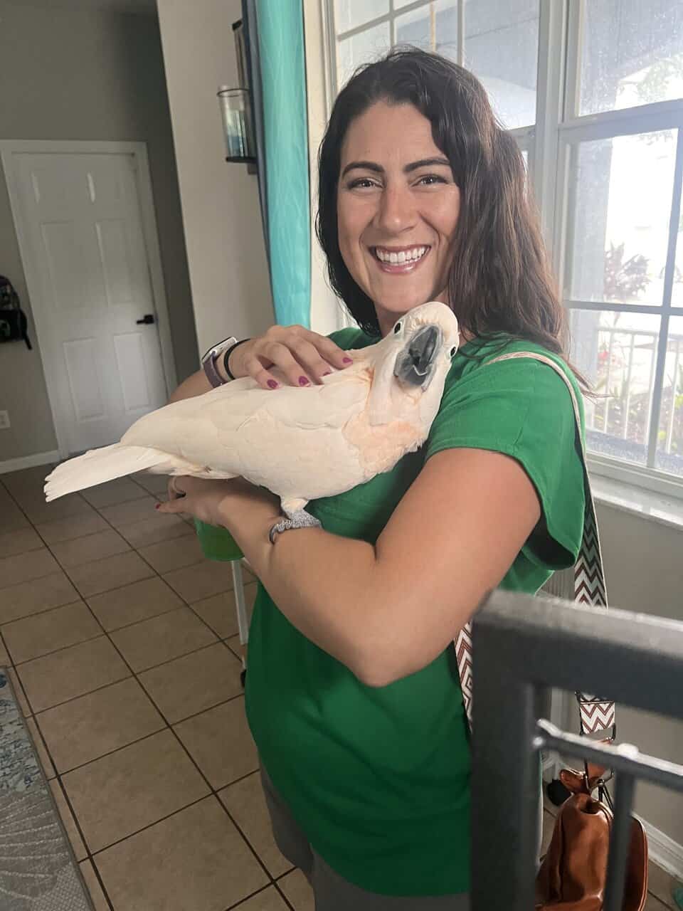 2 year Old Moluccan Cockatoo image 8