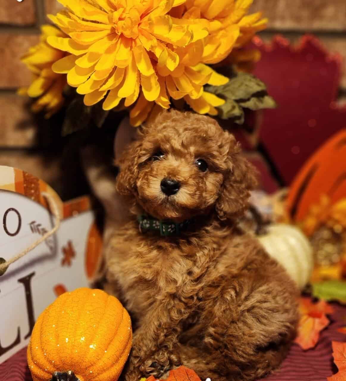 Poodle Puppies image 3
