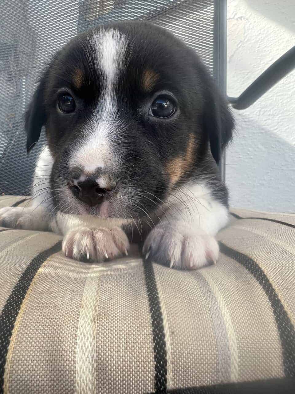 Ranch Pup-Girl 1 image 2