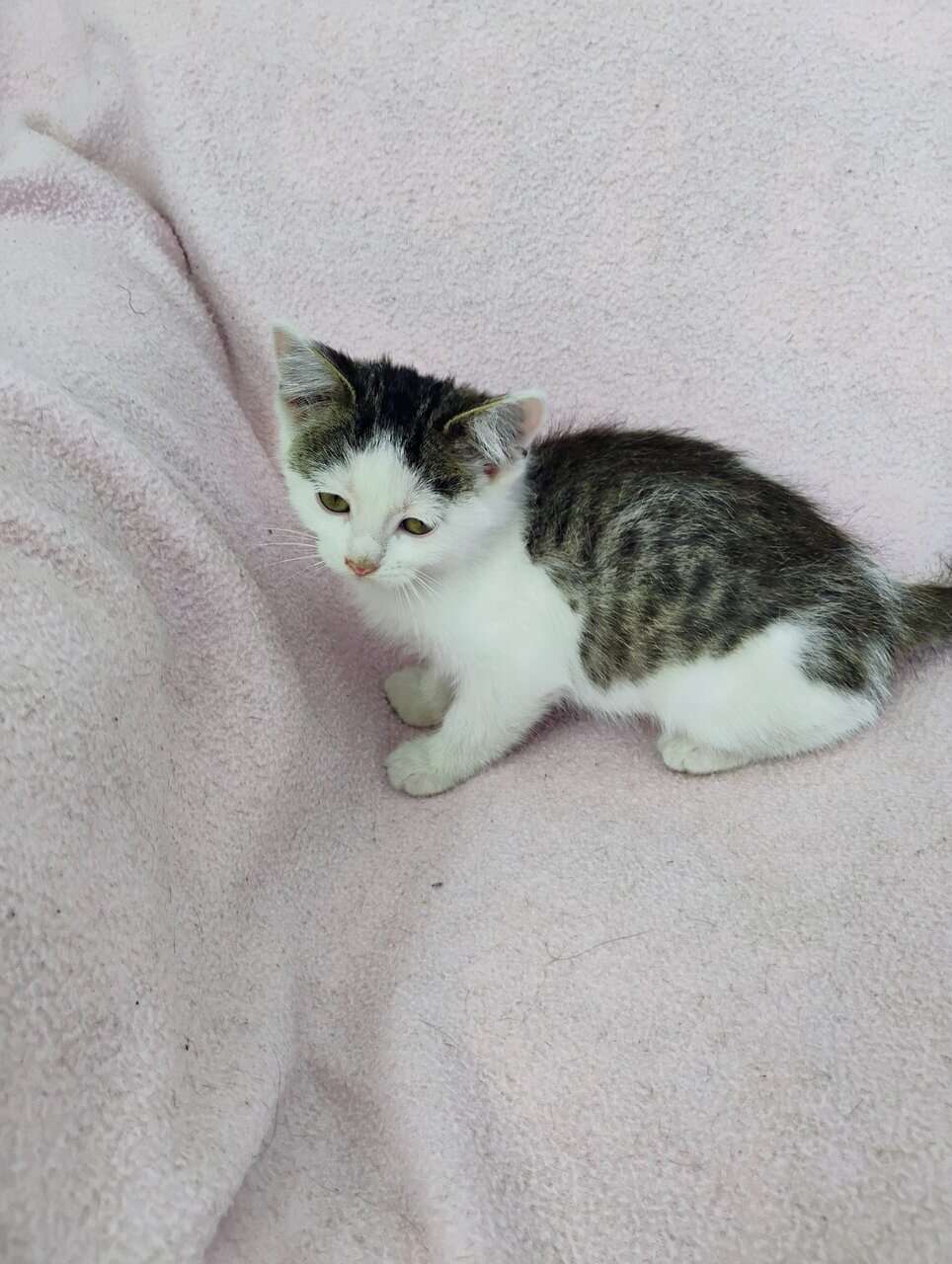 Kittens image 9