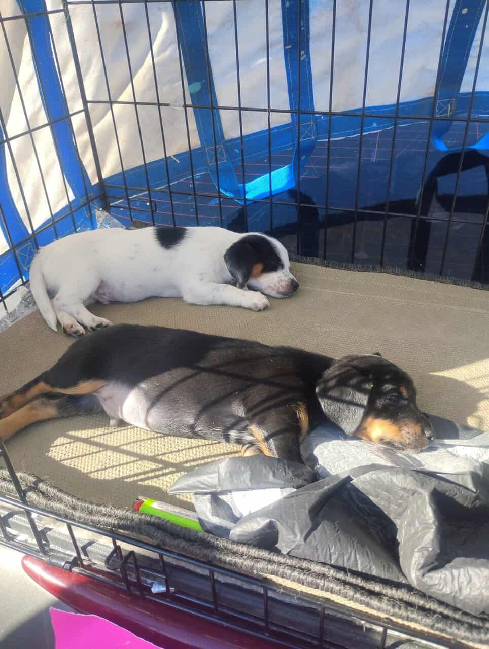 Lil 11 week old boy black and tan chiweenie image 5