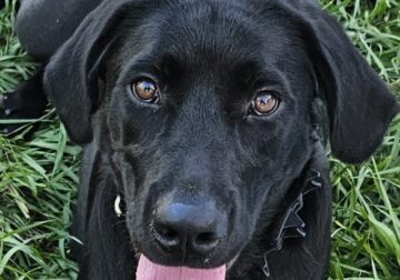 Labrador retriever AKC